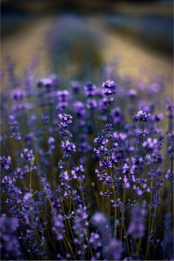 LA BELLESA I INTIMITAT DE LA NATURA