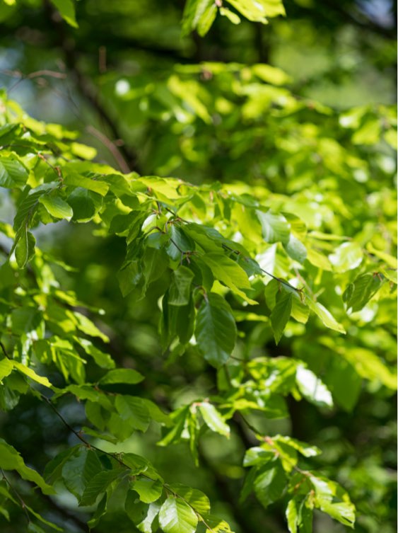 El lloc de les millors celebracions