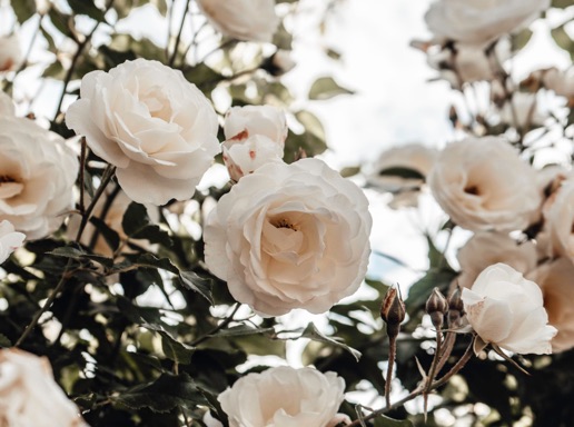 LA SENSUALITÉ À FLEUR DE PEAU LA SENSUALITÉ À FLEUR DE PEAU