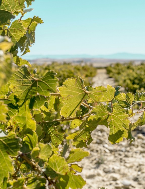 DÉCOUVREZ LES VINS DE L'EMPORDÀ DÉCOUVREZ LES VINS DE L'EMPORDÀ